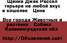 Щенки Джек Рассел терьера на любой вкус и кошелек › Цена ­ 13 000 - Все города Животные и растения » Собаки   . Калининградская обл.